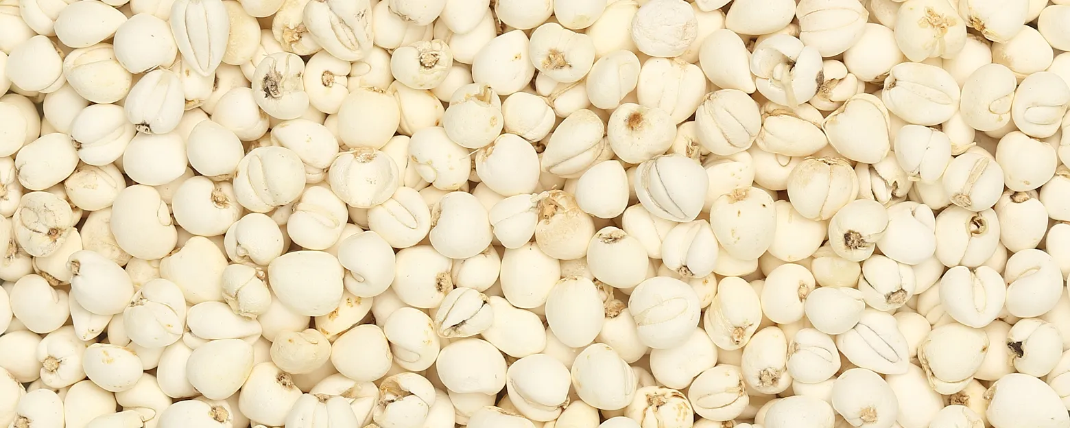 Web_川貝_Banner_1560x624px_4