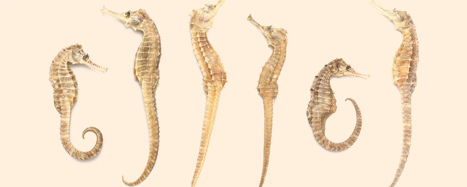 Web_海馬_Banner_1560x624px_3