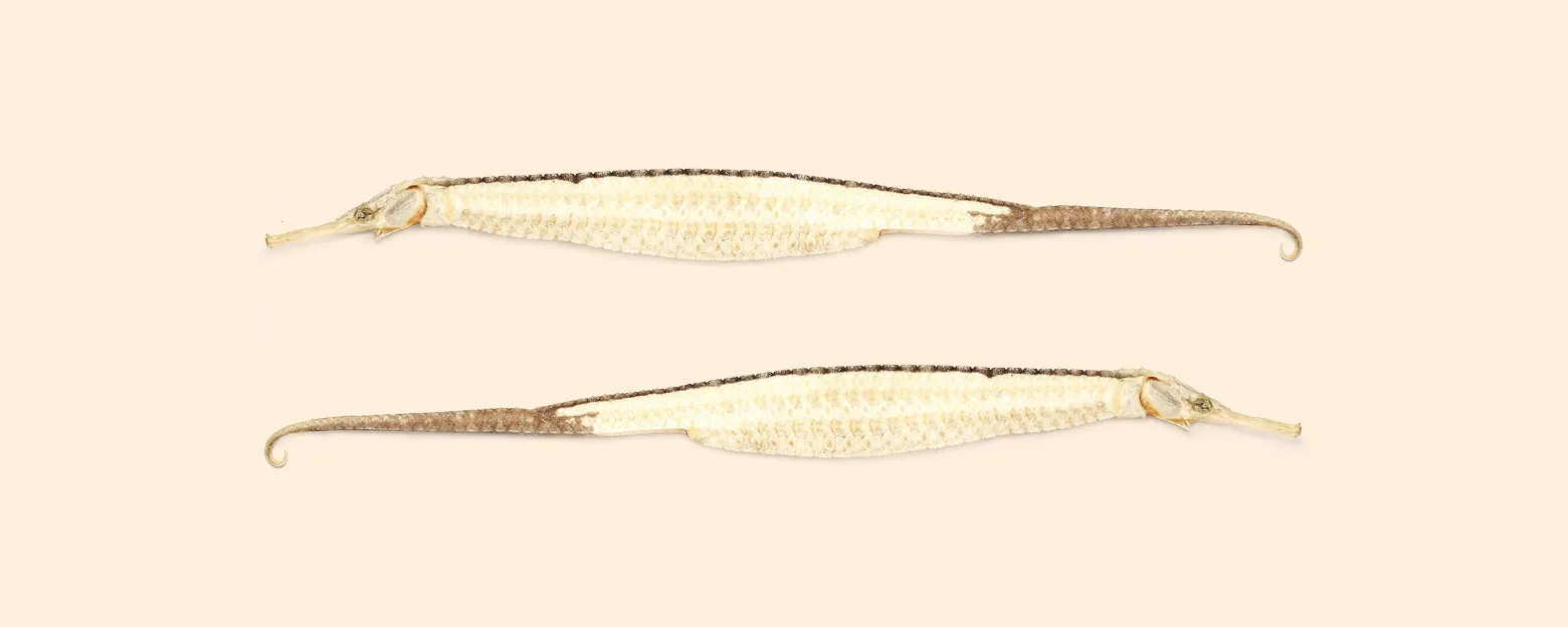 Web_海龍_Banner_1560x624px_3