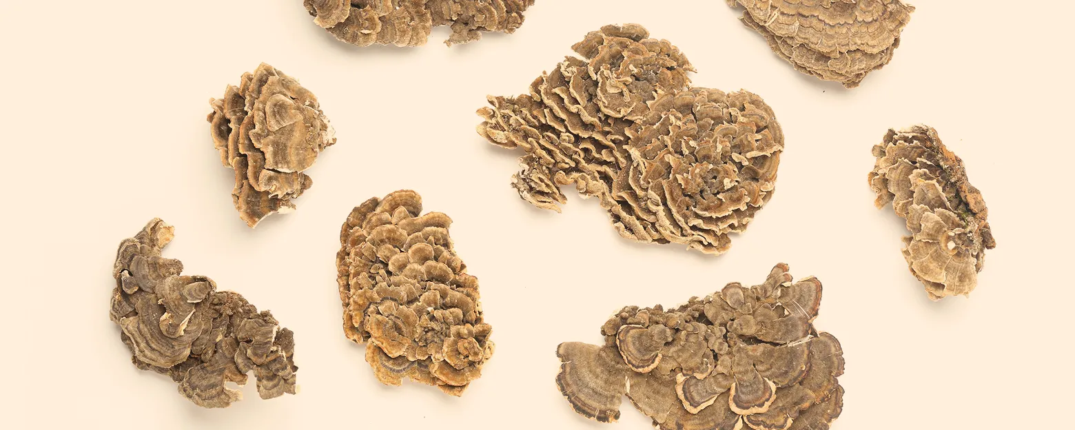 Web_雲芝_Banner_1560x624px_3