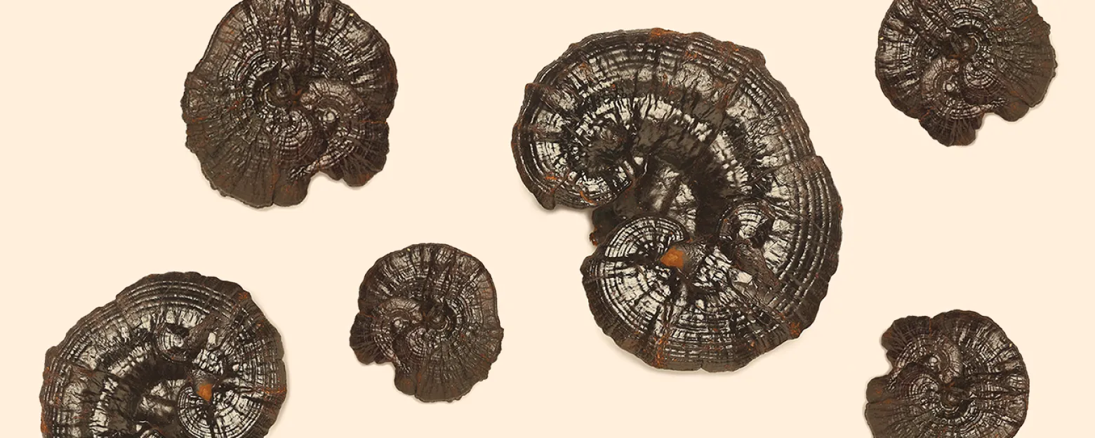 Web_靈芝_Banner_1560x624px_3