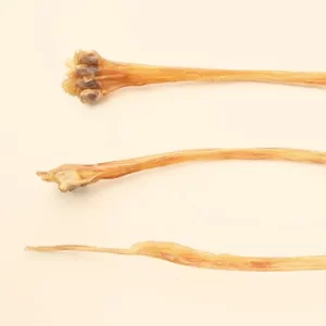 Deer Tendon