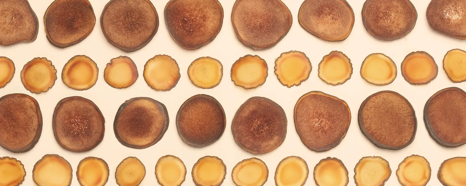 Web_鹿茸_Banner_1560x624px_5