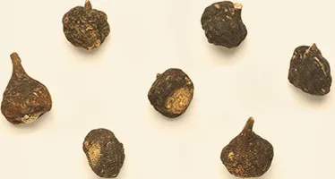 瑪卡_養生品百科_Page Banner_374_2005