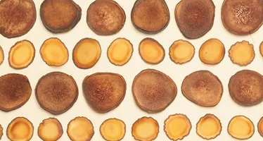 鹿茸_養生品百科_Page Banner_374_2002